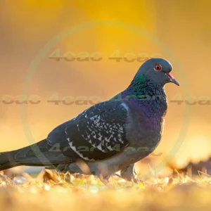 4cP013184AI生成素材