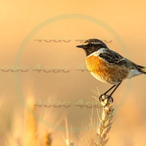 4cP013185AI生成素材