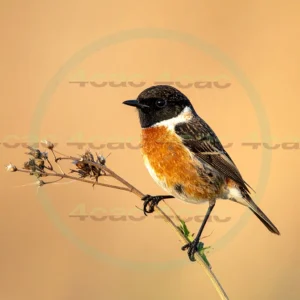 4cP013186AI生成素材