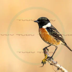 4cP013187AI生成素材