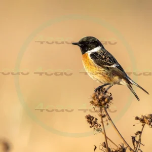 4cP013188AI生成素材