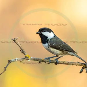 4cP013189AI生成素材