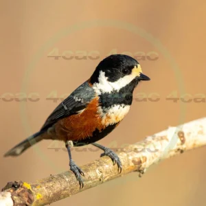 4cP013190AI生成素材