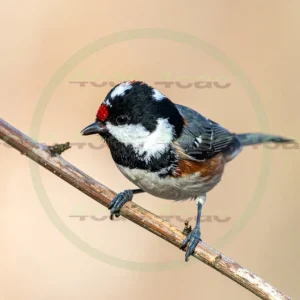 4cP013191AI生成素材