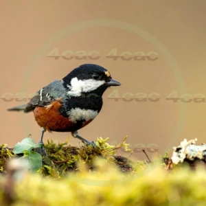 4cP013192AI生成素材