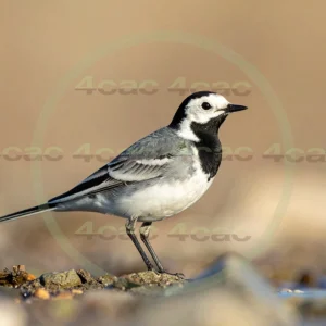 4cP013194AI生成素材