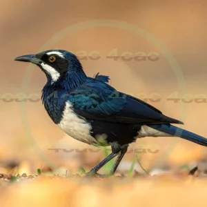 4cP013196AI生成素材