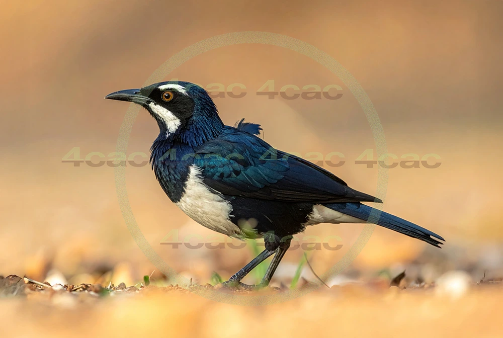 4cP013196AI生成素材