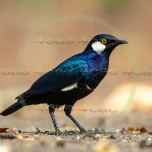 4cP013197AI生成素材