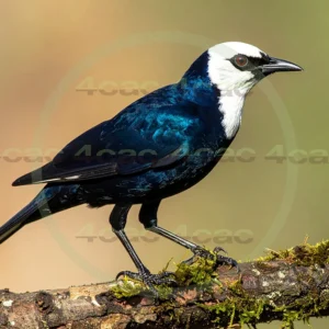 4cP013198AI生成素材