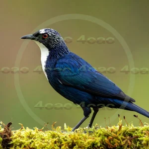 4cP013199AI生成素材