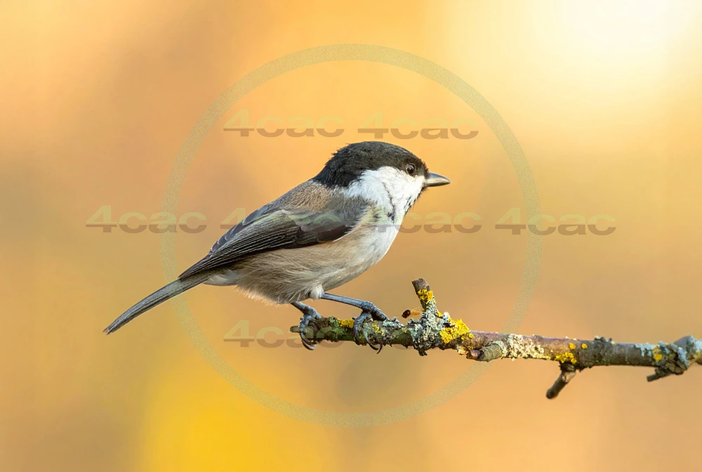 4cP013200AI生成素材