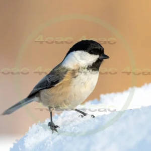 4cP013201AI生成素材