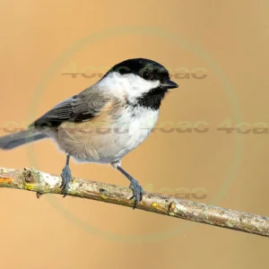 4cP013202AI生成素材