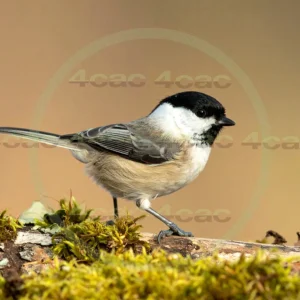 4cP013203AI生成素材