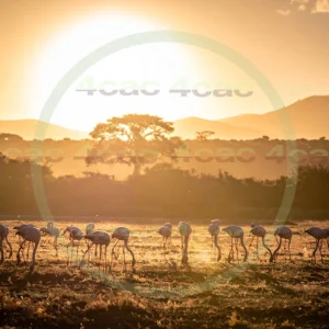 4cP013229AI生成素材