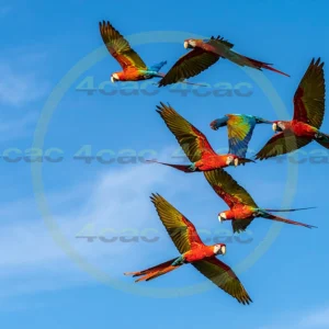 4cP013241AI生成素材