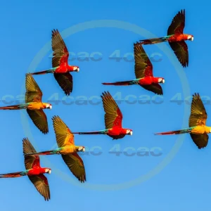 4cP013242AI生成素材