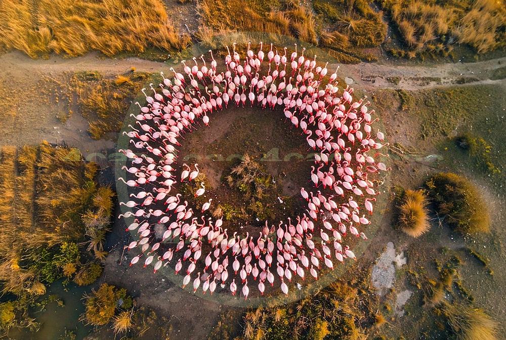 4cP013244AI生成素材