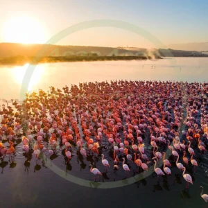 4cP013256AI生成素材