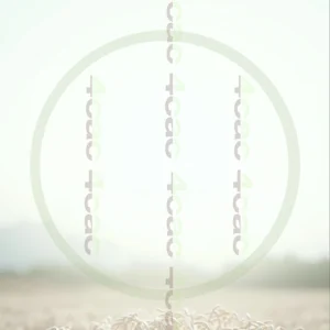 t4cp000634AI生成素材