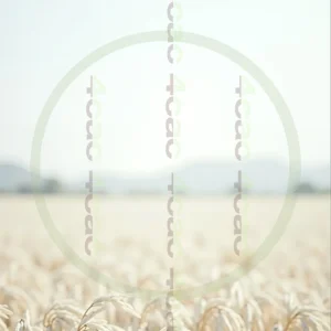 t4cp000635AI生成素材